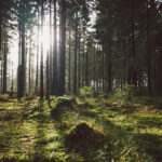 Wanderung zum Brocken über den Goetheweg im Harz
