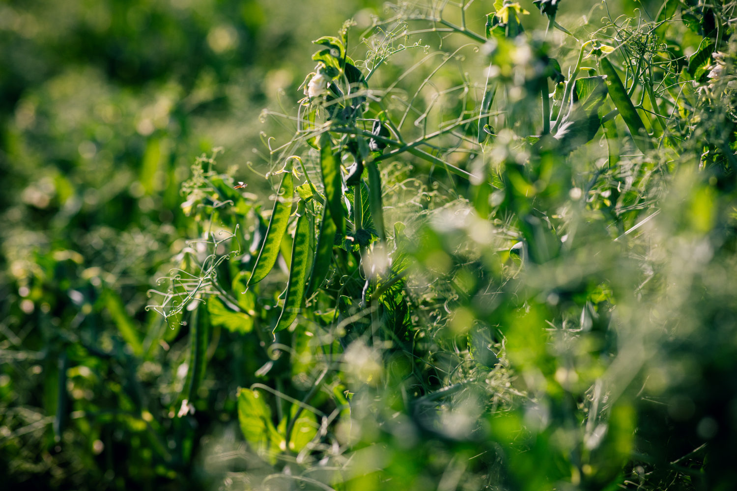 Fotoproduktion für Van Waveren Saaten